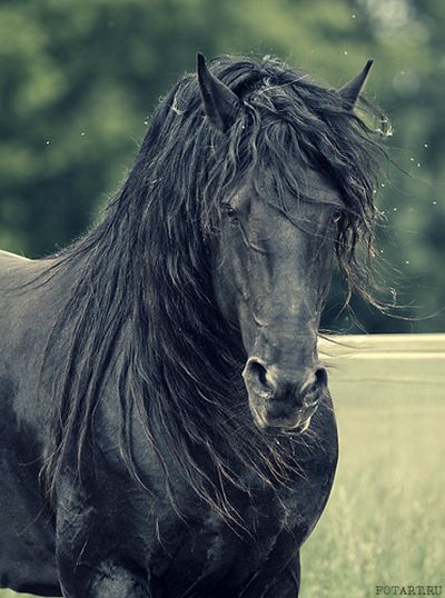 Great pictures of horses! (75 photos)