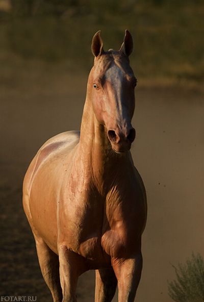 Great pictures of horses! (75 photos)
