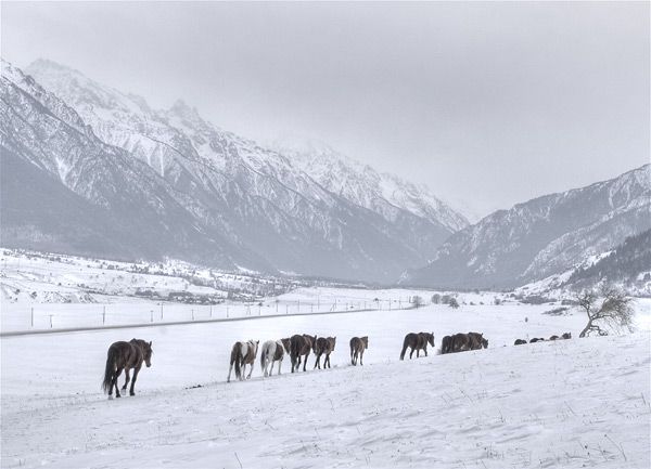Great pictures of horses! (75 photos)