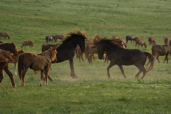 Great pictures of horses! (75 photos)