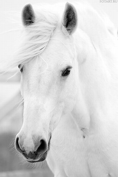 Great pictures of horses! (75 photos)