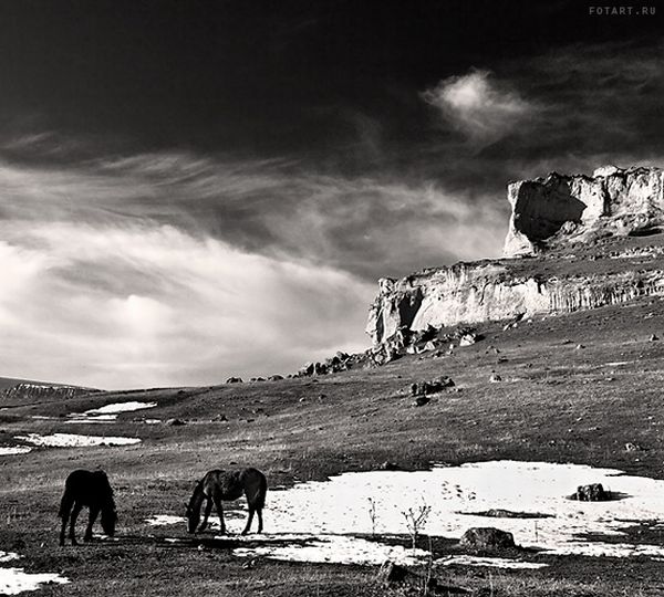 Great pictures of horses! (75 photos)