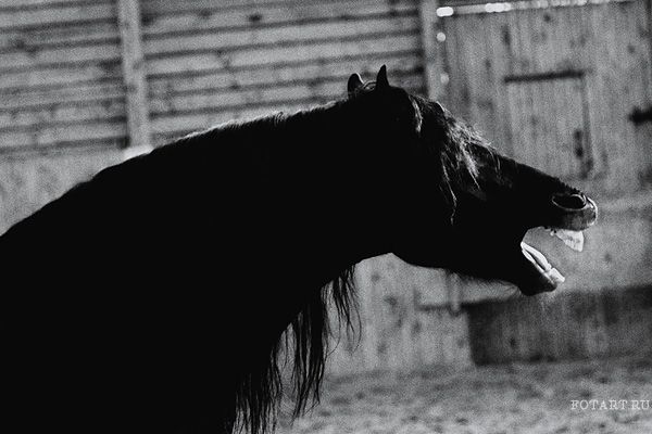 Great pictures of horses! (75 photos)