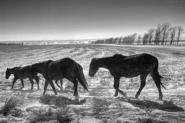 Great pictures of horses! (75 photos)