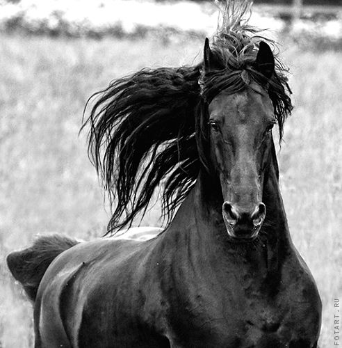 Great pictures of horses! (75 photos)