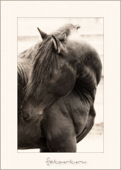 Great pictures of horses! (75 photos)