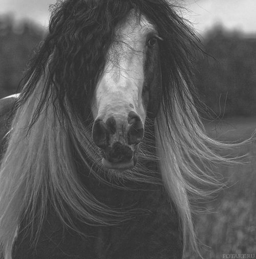 Great pictures of horses! (75 photos)
