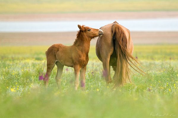 Great pictures of horses! (75 photos)
