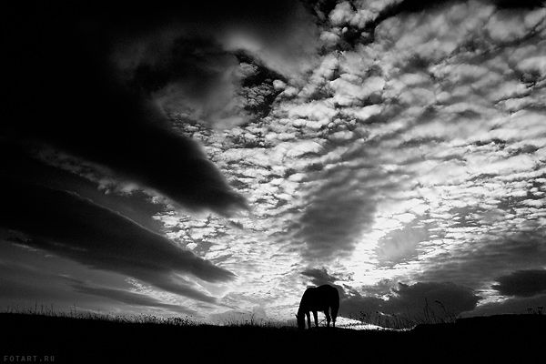 Great pictures of horses! (75 photos)
