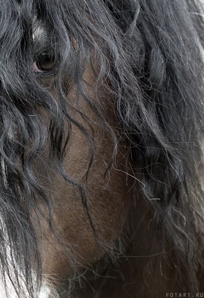Great pictures of horses! (75 photos)