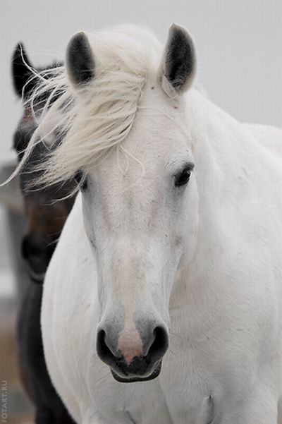Great pictures of horses! (75 photos)