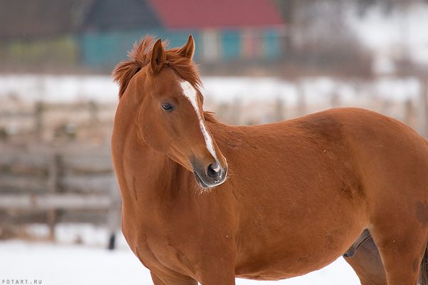 Great pictures of horses! (75 photos)
