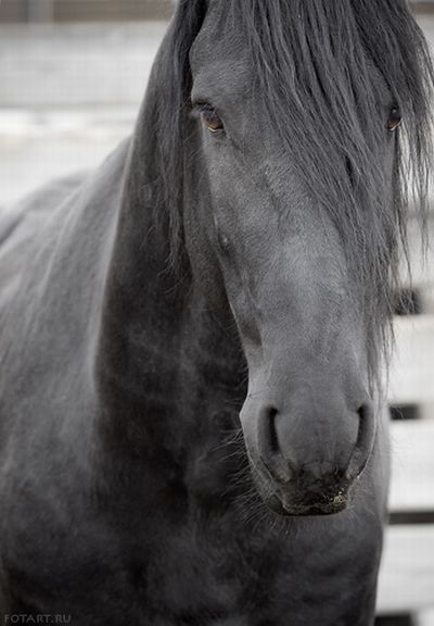 Great pictures of horses! (75 photos)