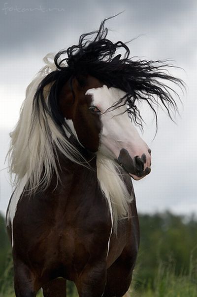 Great pictures of horses! (75 photos)