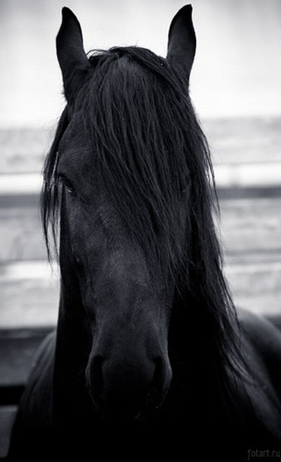 Great pictures of horses! (75 photos)