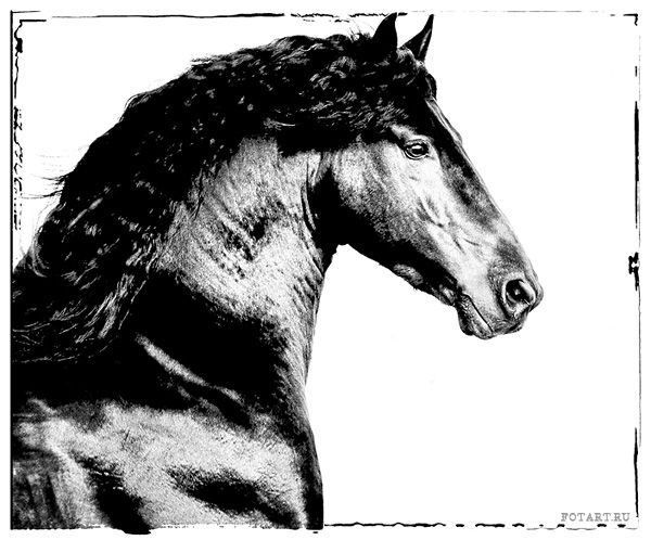 Great pictures of horses! (75 photos)