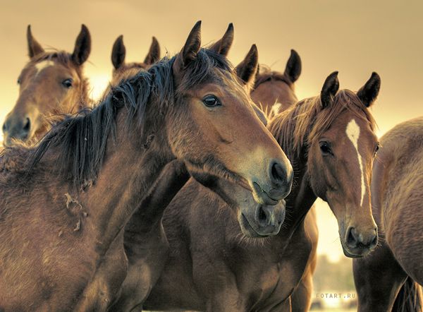 Great pictures of horses! (75 photos)