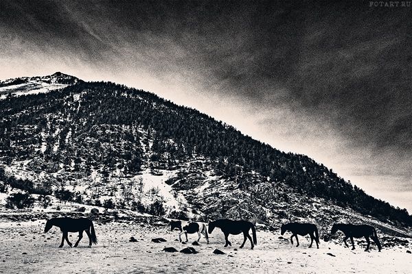Great pictures of horses! (75 photos)