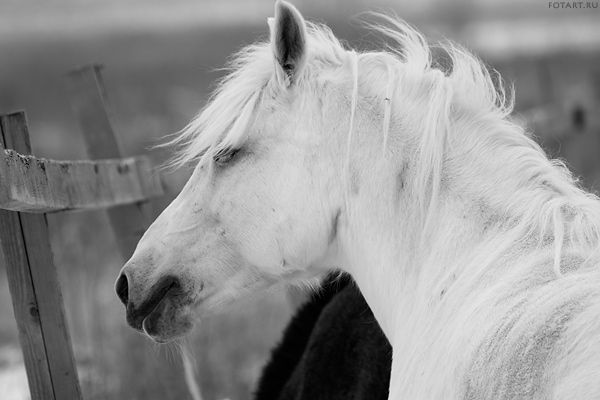 Great pictures of horses! (75 photos)