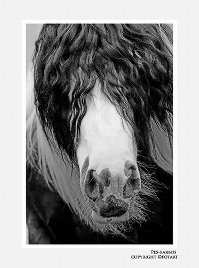 Great pictures of horses! (75 photos)