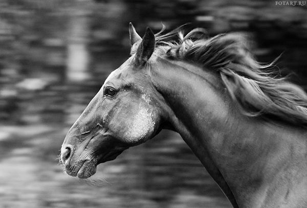 Great pictures of horses! (75 photos)