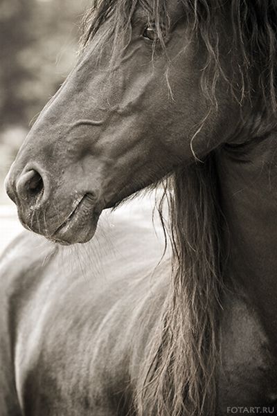 Great pictures of horses! (75 photos)