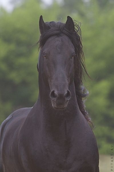 Great pictures of horses! (75 photos)