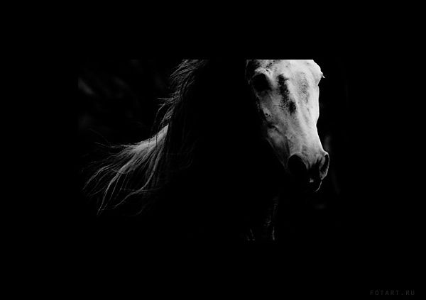 Great pictures of horses! (75 photos)