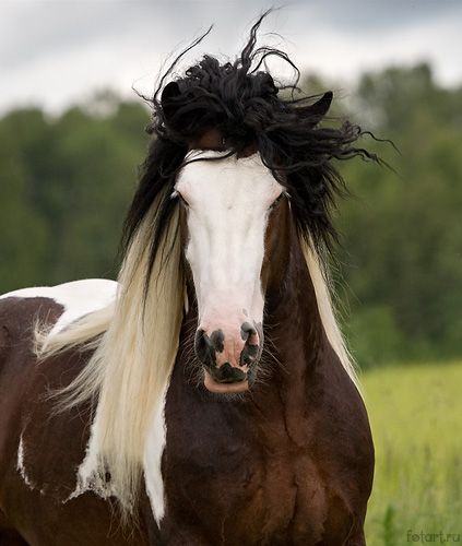 Great pictures of horses! (75 photos)