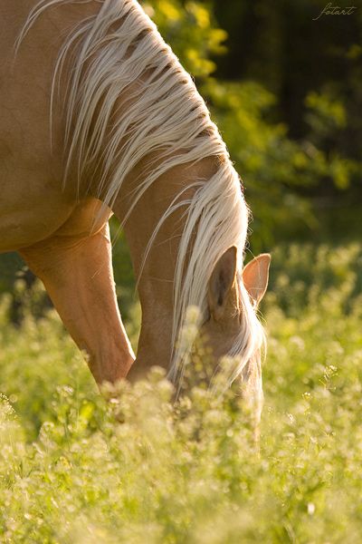 Great pictures of horses! (75 photos)