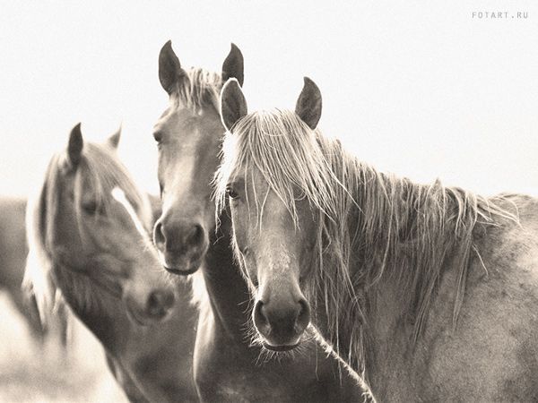 Great pictures of horses! (75 photos)