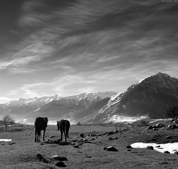 Great pictures of horses! (75 photos)