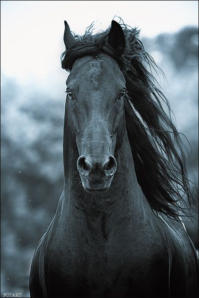 Great pictures of horses! (75 photos)