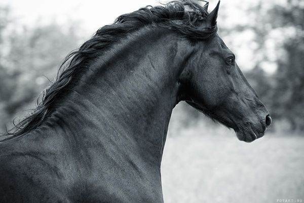 Great pictures of horses! (75 photos)