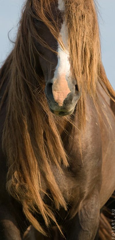 Great pictures of horses! (75 photos)