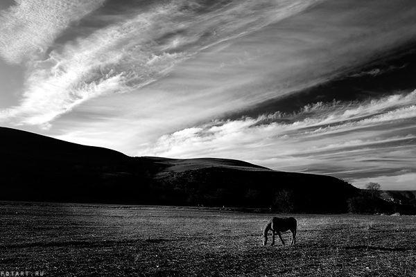 Great pictures of horses! (75 photos)