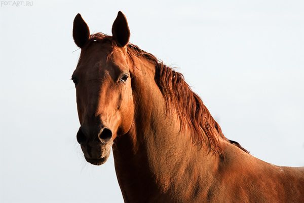 Great pictures of horses! (75 photos)