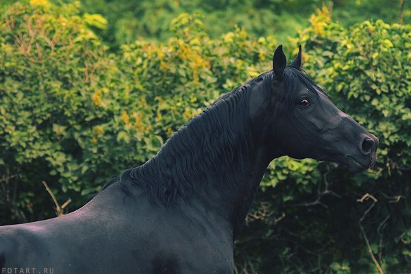 Great pictures of horses! (75 photos)