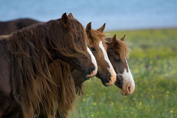 Great pictures of horses! (75 photos)