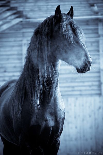 Great pictures of horses! (75 photos)