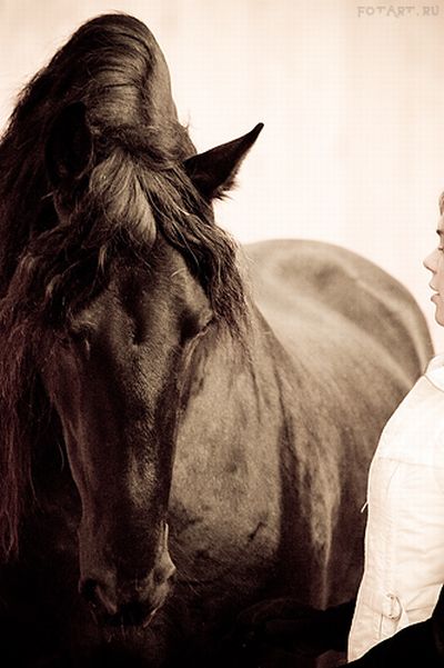Great pictures of horses! (75 photos)