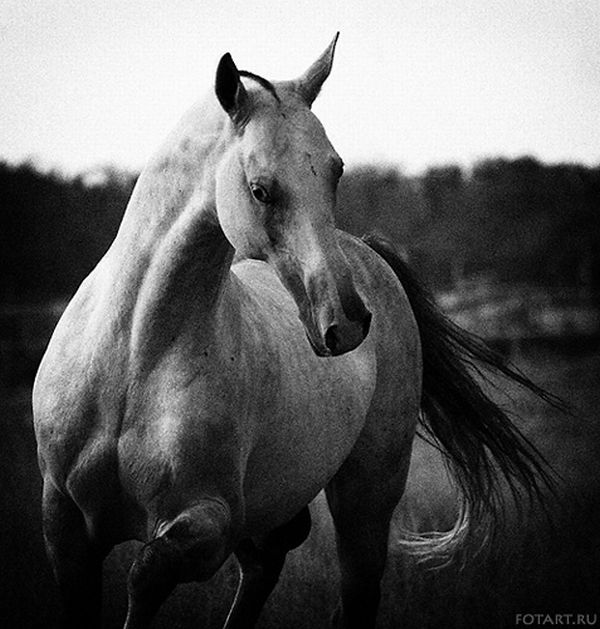 Great pictures of horses! (75 photos)
