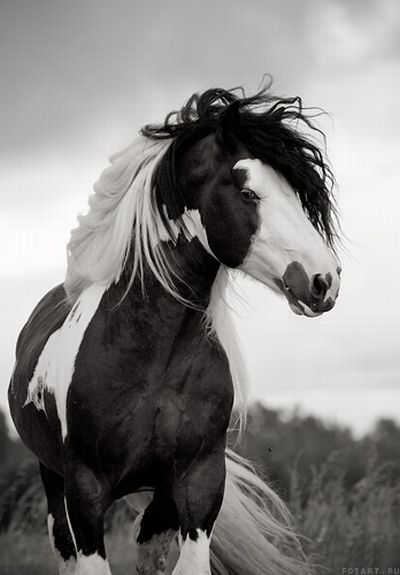 Great pictures of horses! (75 photos)