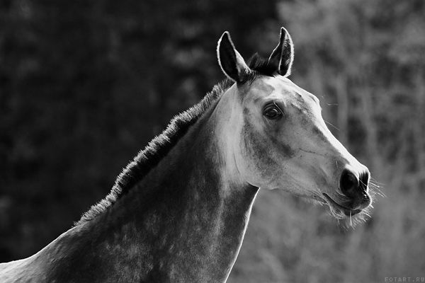 Great pictures of horses! (75 photos)