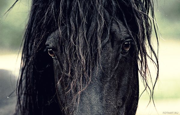 Great pictures of horses! (75 photos)