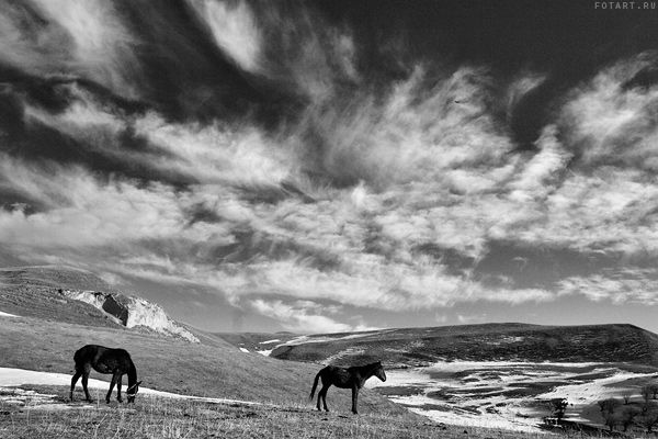 Great pictures of horses! (75 photos)