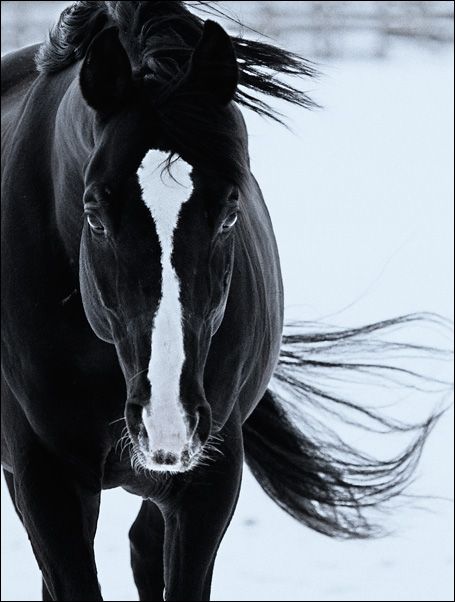 Great pictures of horses! (75 photos)