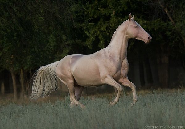 Great pictures of horses! (75 photos)