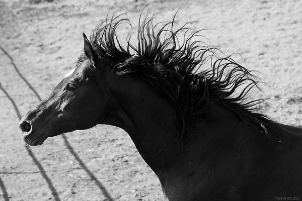 Great pictures of horses! (75 photos)