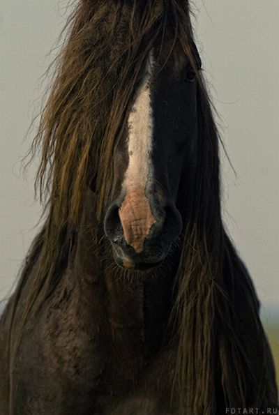Great pictures of horses! (75 photos)